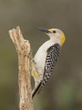 Golden-Fronted Woodpecker, Melanerpes Aurifons, Female, Texas, USA