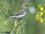 Female Chestnut-Sided Warbler (Dendroica Pennsylvanica). USA