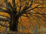 Autumn Foliage, North Carolina