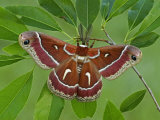Cecropia Moth Adult Male (Hyalophora Euryalis)