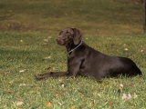 German Short-Haired Pointer Variety of Domestic Dog