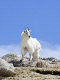 Mountain Goat (Oreamnos Americanus), Colorado, USA