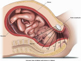 Buy Labor and Delivery, Showing the Fetus in +1 Station in Presentation at AllPosters.com