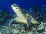 A Green Sea Turtle (Chelonia Mydas) on a Coral Reef, Kona Coast, Big Island, Hawaii, USA