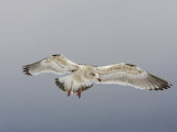 Slaty-Backed Gull Flying, Larus Schistisagus, North America