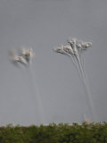 Buy Epistylis Protozoa at AllPosters.com
