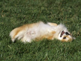 Chihuahua, Long Coat, Variety of Domestic Dog