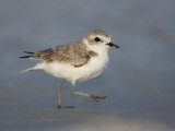 Snowy Plover, Charadrius Alexandrinus, an Endangered Species, USA