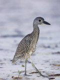 Juvenile Yellow-Crowned Night Heron, Nyctanassa Violacea, USA