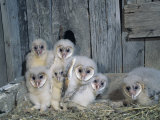 Barn Owl (Tyto Alba) Nestlings or Owlets in a Nest in a Barn, a Threatened Species, North America