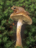 Spring Peeper on a Honey Mushroom Among Mosses on the Forest Floor., Hyla Crucifer, Eastern USA