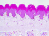 Buy Cross-Section of Cornified Stratified Squamous Epithelium of Monkey Plantar Skin at AllPosters.com