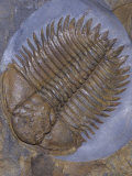 Trilobite Fossil, Ordovician, 473-476 M.Y.A., England
