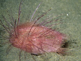 Buy Heart Urchin (Lovenia Cordiformis), California, USA at AllPosters.com