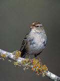 White-Crowned Sparrow in First Winter Plumage, Zonotrichia Leucophrys, North America