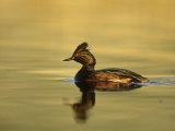 Eared Grebe, Podiceps Nigricollis, Swimming, North America