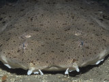 A Pacific Angel Shark