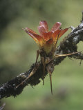 Epiphytic Bromeliad Growing on a Tropical Rainforest Tree, Ecuador, South America