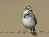 Lark Sparrow Singing, Chondestes Grammacus, Texas, USA