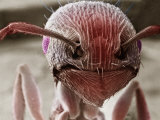 Buy Face of a Pavement Ant Showing the Antennae, Mouthparts, and the Compound Eyes at AllPosters.com