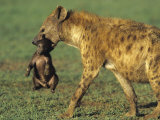 Spotted Hyena, Crocuta Crocuta, Mother Carrying a Cub in its Mouth, East Africa