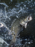Buy Smallmouth Bass with Spinnerbait at AllPosters.com