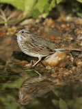 Lincoln's Sparrow at a Watering Hole, Melospiza Lincolnii, Texas, USA