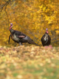 Male or Tom Wild Turkeys in the Fall Woods (Meleagris Gallopavo), North America