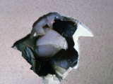 Chicken Hatching from an Egg