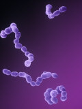 Chains of Streptococcus Bacteria
