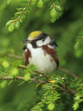 Male Chestnut-Sided Warbler in Breeding Plumage, Dendoica Pennsylvanica, . USA