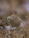 Female Willow Ptarmigan in Summer, Lagopus Lagopus, Canada