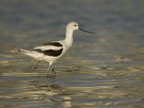 American Avocet Wading in Water, Recurvirostra Americana, USA