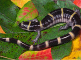 Buy Ringed Salamander (Ambystoma Annulatum) at AllPosters.com