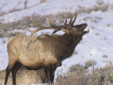 Bull Rocky Mountain Elk Bellowing (Cervus Elaphus), North America