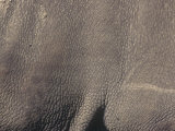 Close-Up of White Rhinoceros Skin, Ceratotherium Simum, East Africa