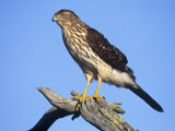 Immature Cooper's Hawk, Accipiter Cooperii, North America