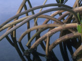 Mangrove Roots, Kapoho Hawaii, USA