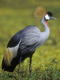 Gray-Crowned Crane, Balearica Regulorum, East Africa