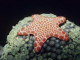 Marble Sea Star, Pentagonaster Dubeni