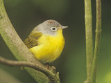 Nashville Warbler, Vermivora Ruficapilla, . Eastern USA