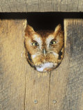 Eastern Screech Owl in a Nest Box (Otus Asio), Eastern North America