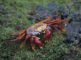Sally Lightfoot Crab, Grapsus Grapsus, Galapagos Islands, Ecuador