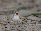 Least Tern, Sterna Antillarum, Chick Calling, USA