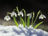 Buy Snowdrop Flowers Blooming in the Snow, Galanthus Nivalis at AllPosters.com