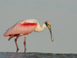 Roseate Spoonbill, Ajaia Ajaja, Southern USA