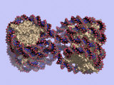 Buy Dna and Nucleosome Molecular Models at AllPosters.com