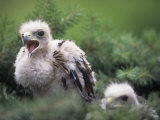 Harris Hawk Chicks in the Nest, Parabuteo Unicinctus, Southwestern USA
