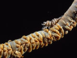 Buy Black Coral Shrimp at AllPosters.com