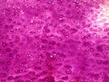 Cartilage Cells